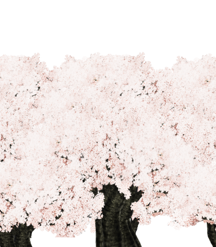 大きな桜（中景A）