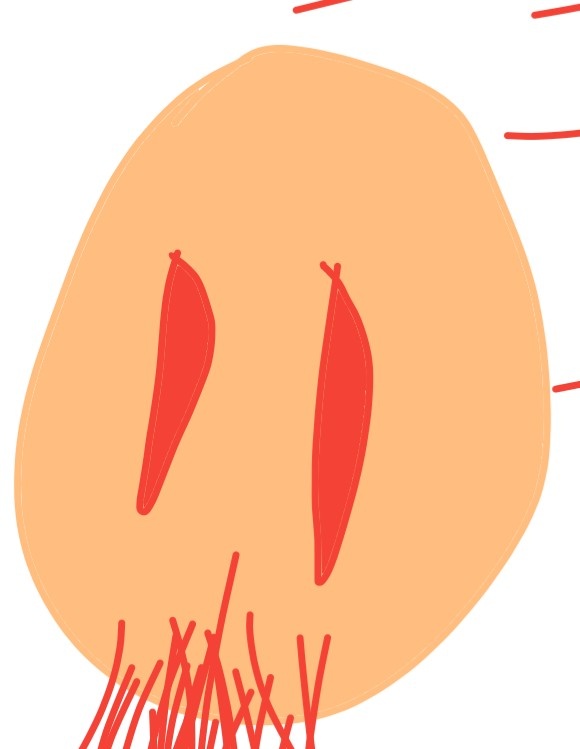 ぬ